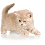 Contact Windarra Pet Spa Kitten Grooming