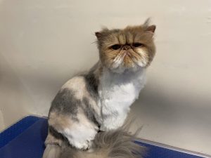 Persian Cat with Comb Clip