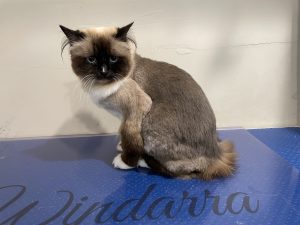 Ragdoll Cat with Short Comb Clip